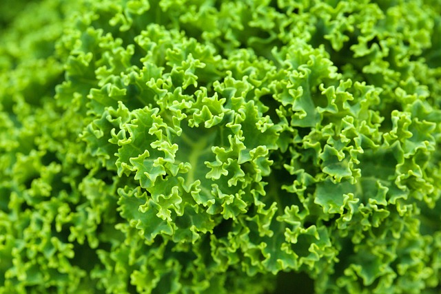 Kale kancalı Kilitli Kapı Kale kancalı Kilitli Kapı